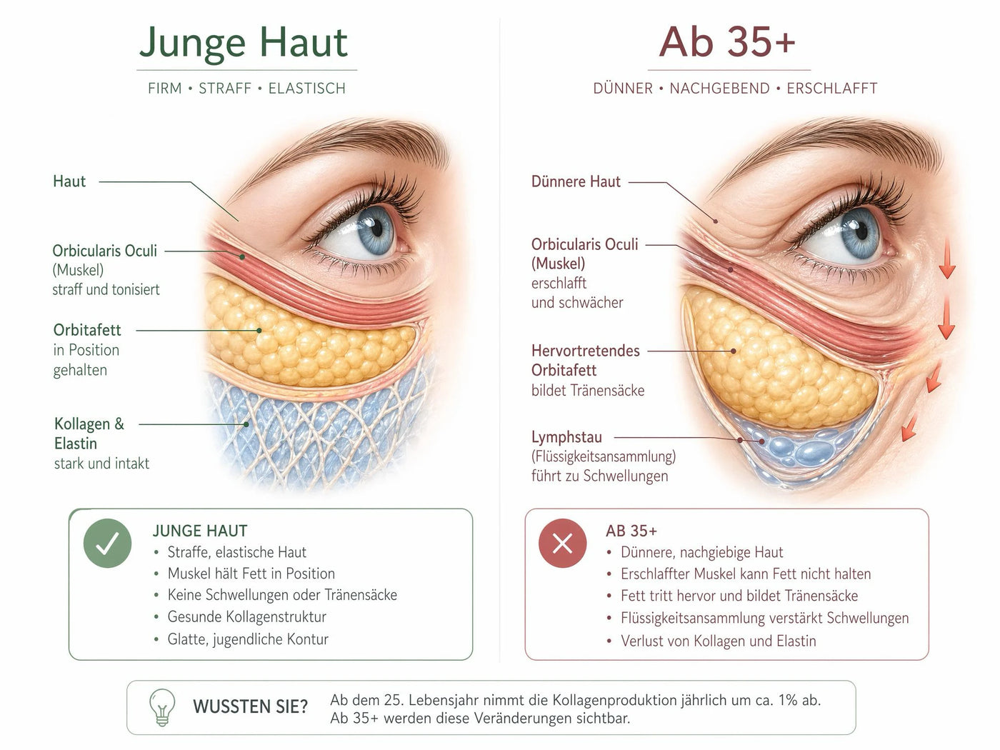 Was wirklich unter Ihren Augen passiert – und warum keine Creme der Welt es lösen kann